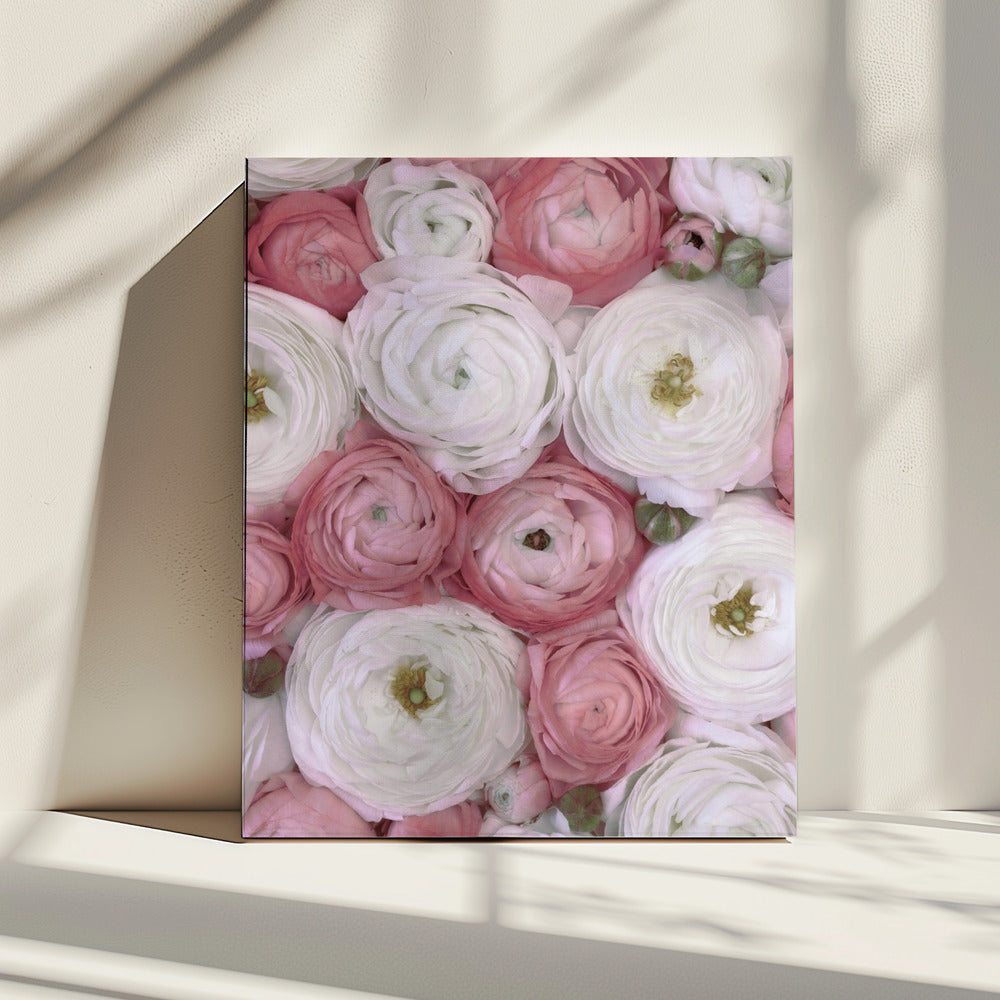 Verstreute Ranunkeln in gedecktem Rosa II | Leinwand
