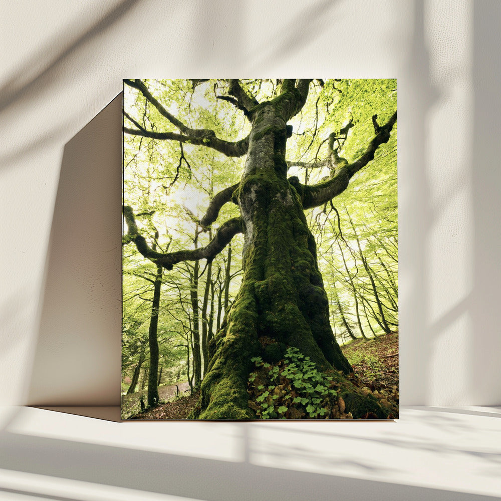 Ent | Leinwand