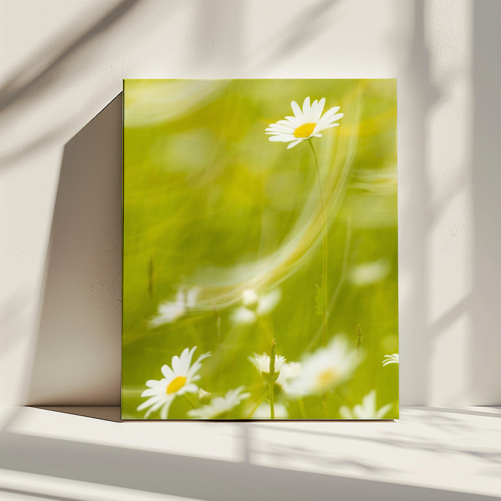 Gänseblümchen | Leinwand