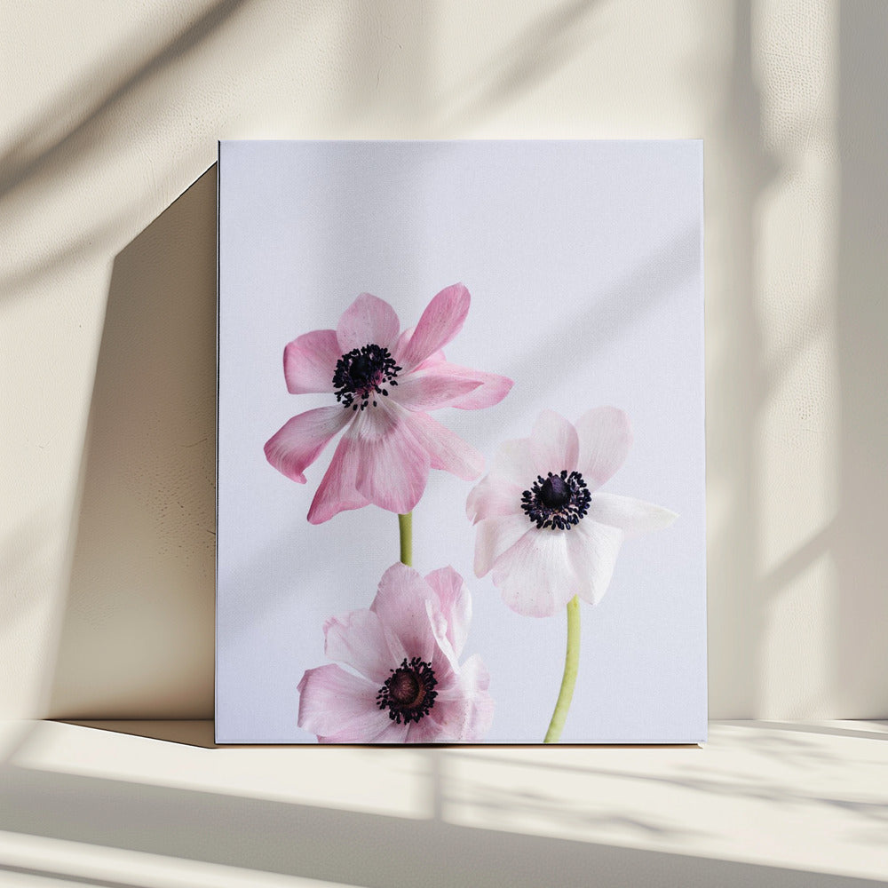 Blassrosa Ranunkelnblüten | Leinwand