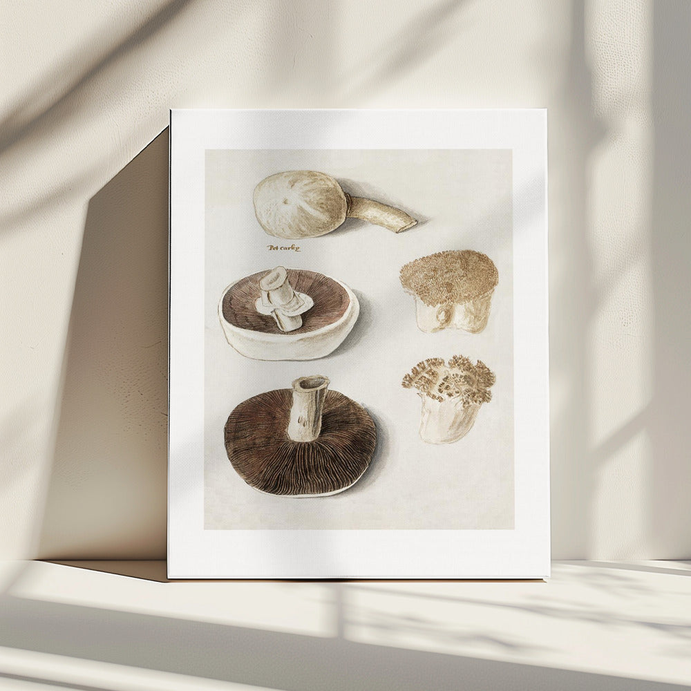 Gewöhnlicher Wiesenpilz, Agaricus Campestris stehend | Leinwand