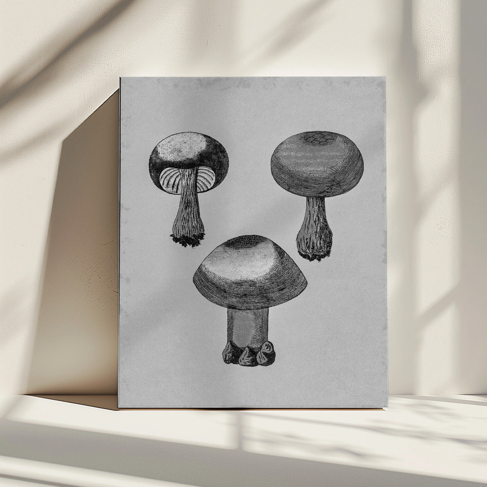 Violetter Webcap-Pilz | Leinwand