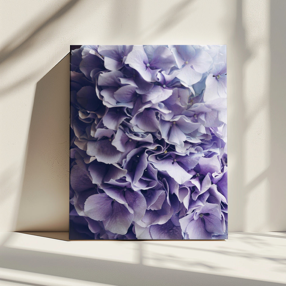 Leuchtend lila Hortensienblüten | Leinwand