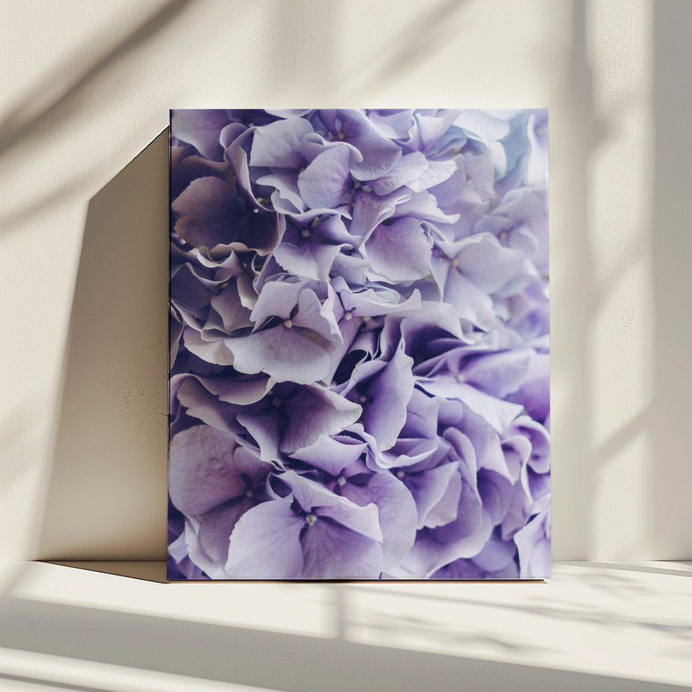 Leuchtend lila Hortensienblüten | Leinwand
