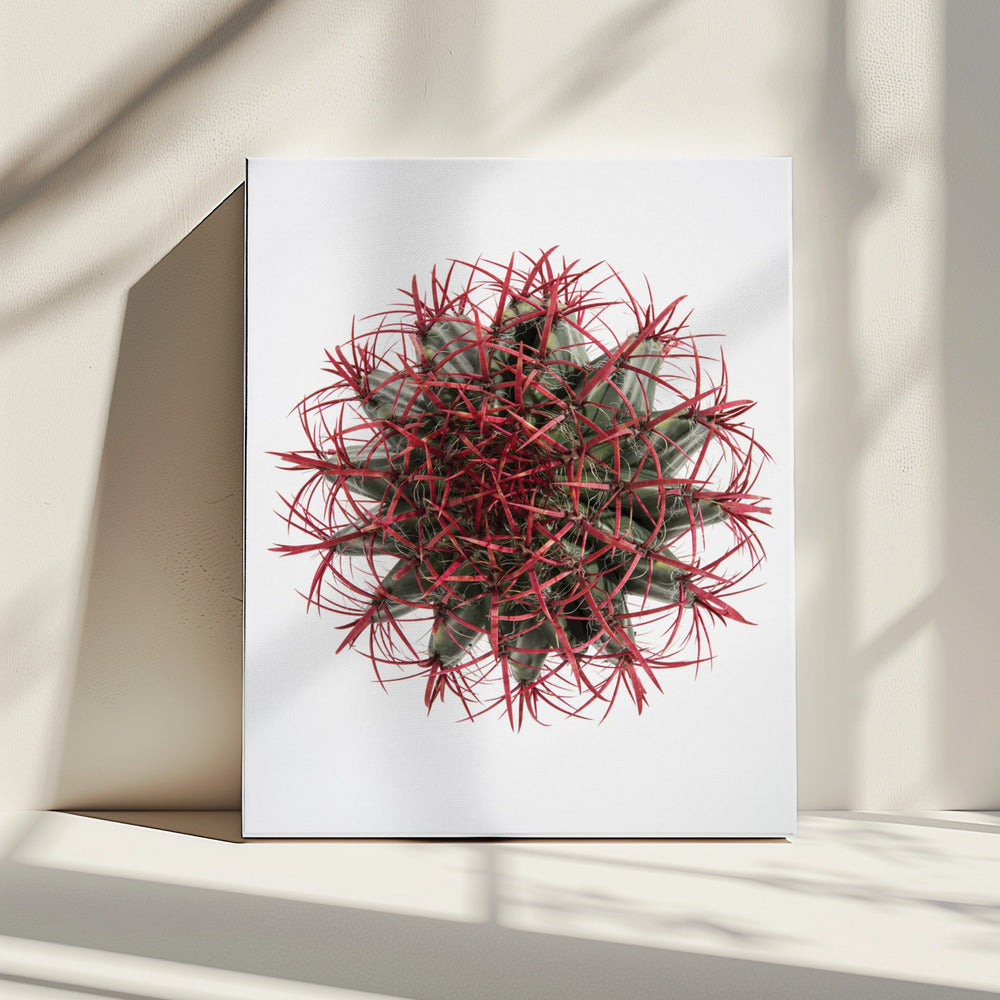 Crimson Cactus Crown | Canvas