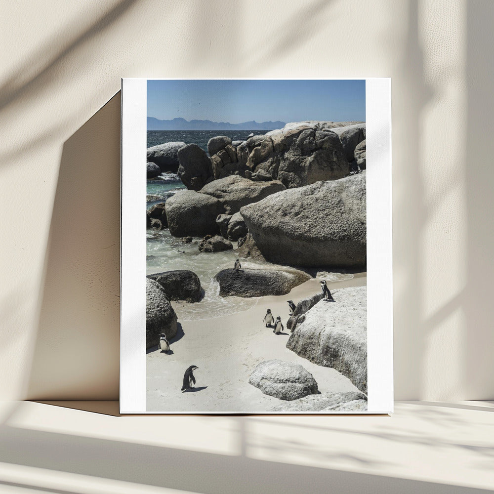 Küstenspaziergang der Pinguine | Leinwand