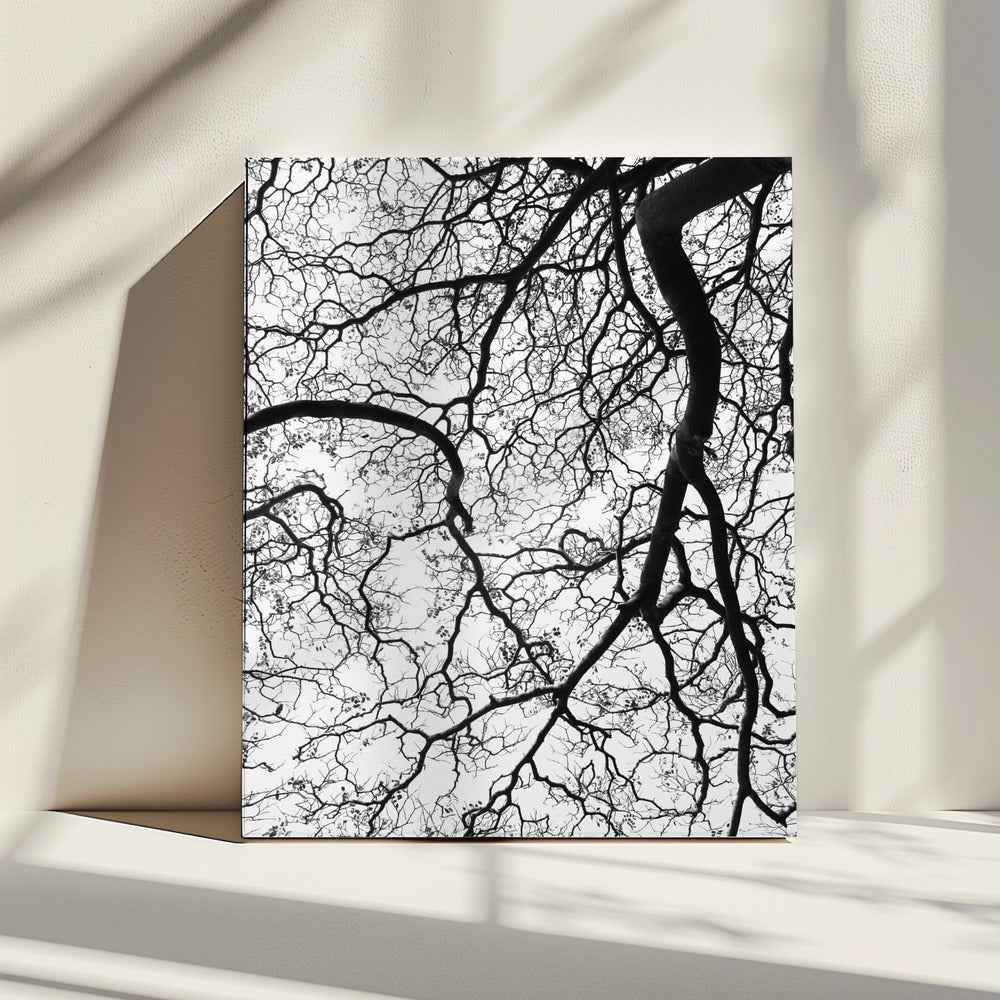 Branches&#039; Dance | Canvas