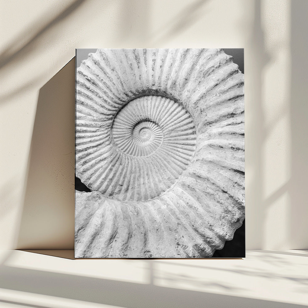 Uralte Spiralträume | Leinwand