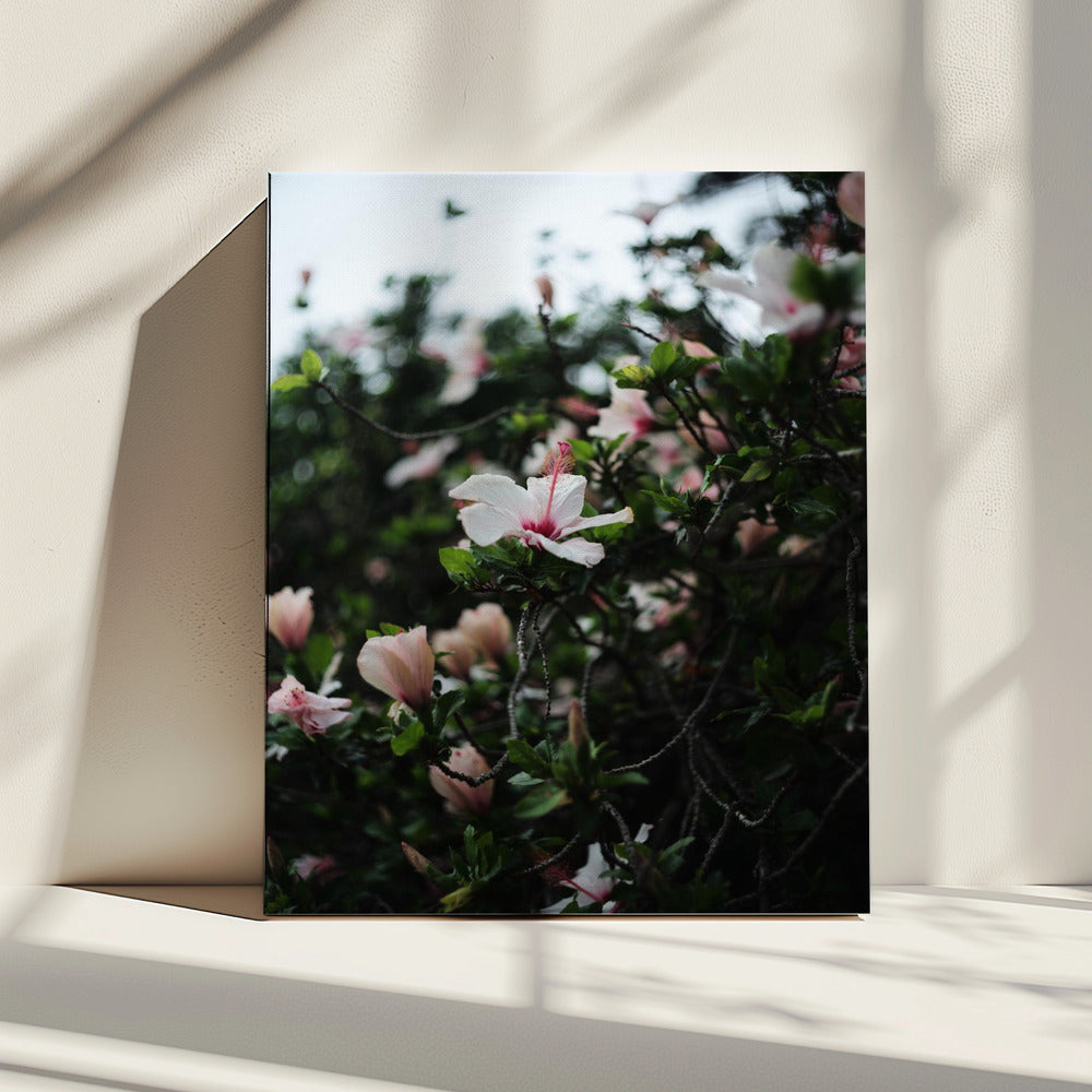 Blüten in voller Blüte | Leinwand