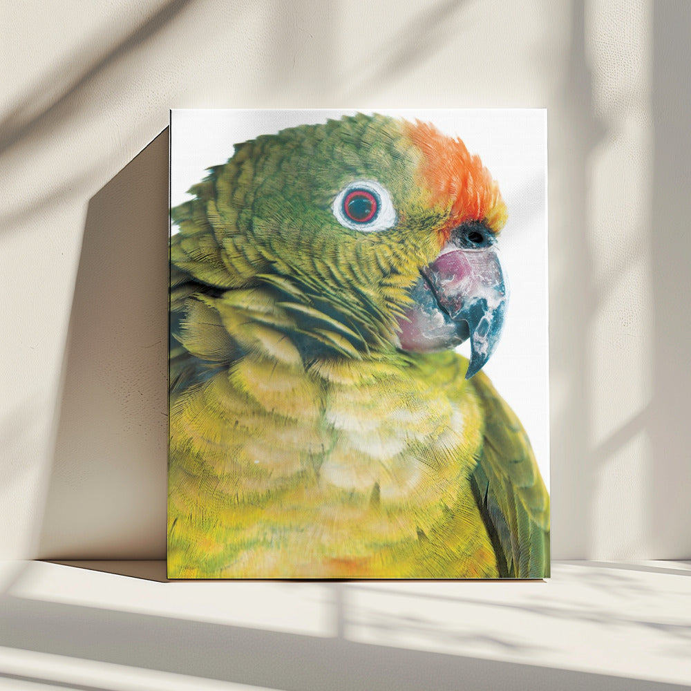 Lebendiger Papageienblick | Leinwand