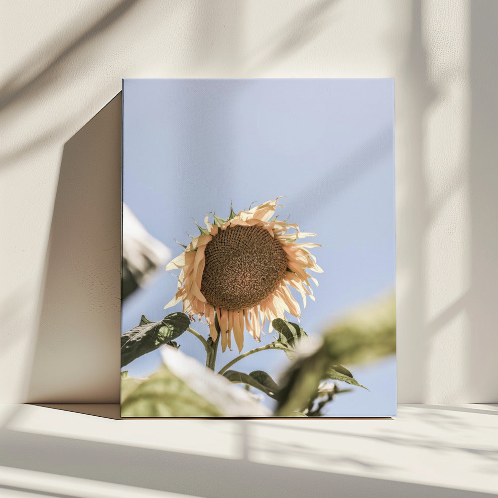 Goldener Blütenhimmel | Leinwand