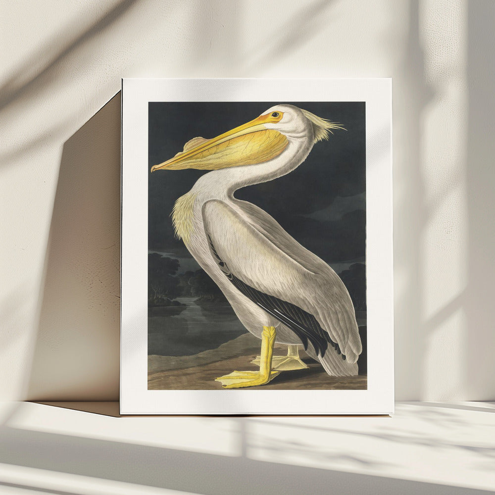 American White Pelican From Birds of America (1827) | Canvas