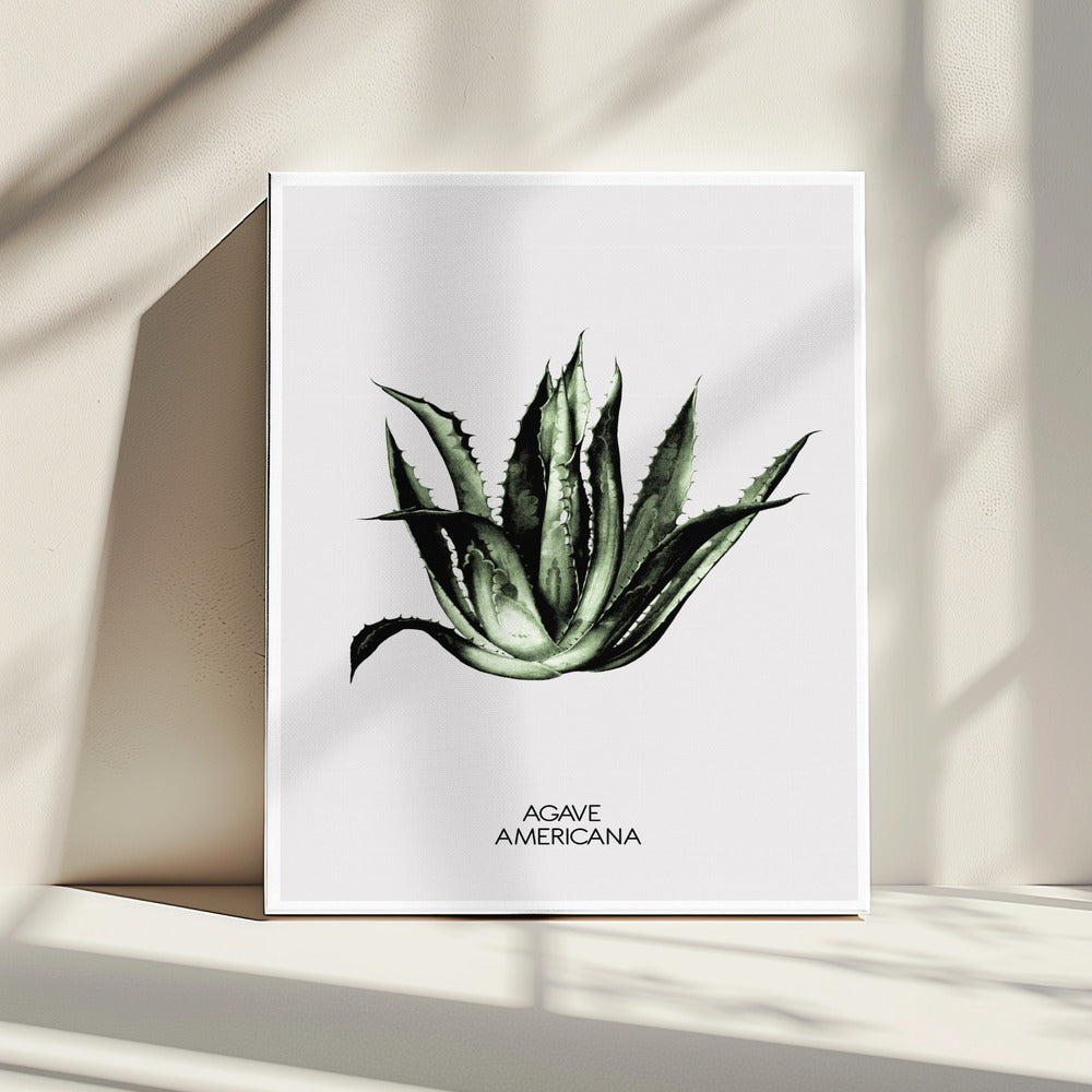 Grüne Agave Eleganz | Leinwand