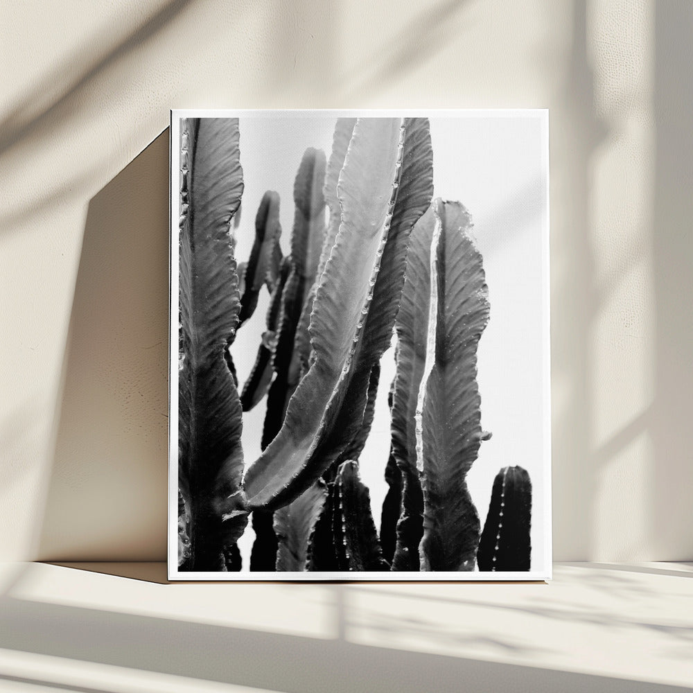 Kaktus Eleganz | Leinwand