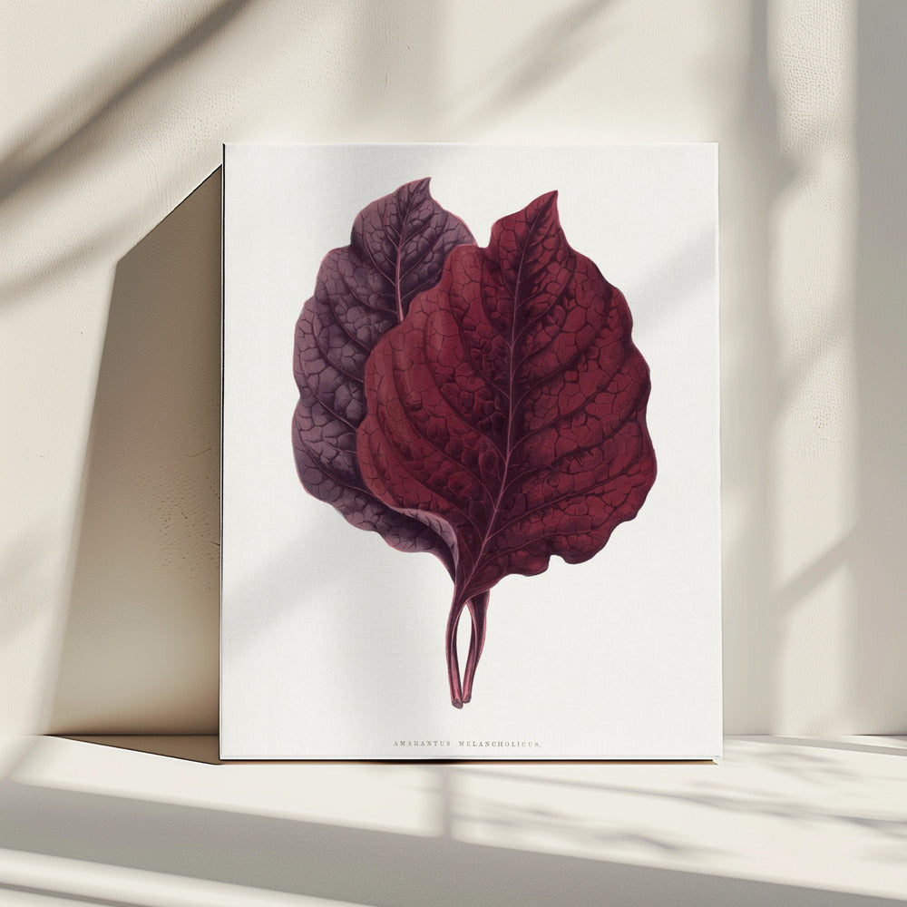 Rosa Amarantblatt Illustration | Leinwand
