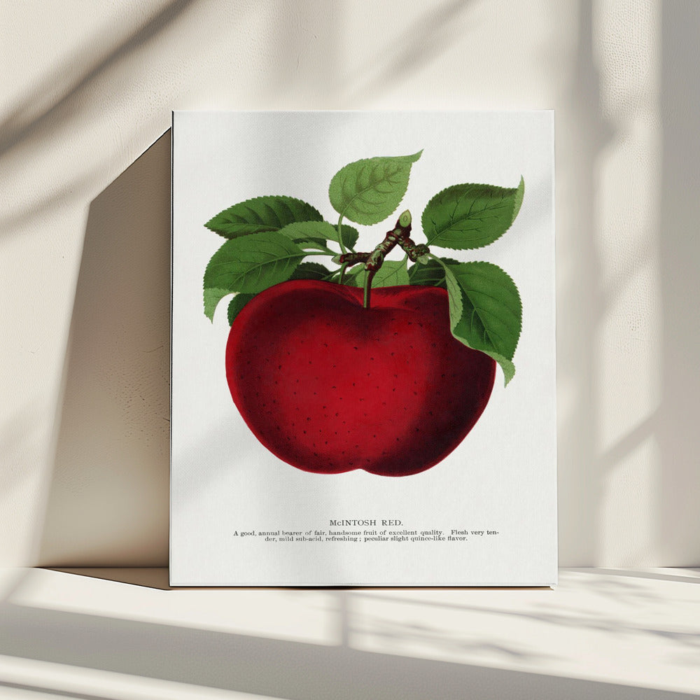 Mcintosh Red Apple Lithographie | Leinwand