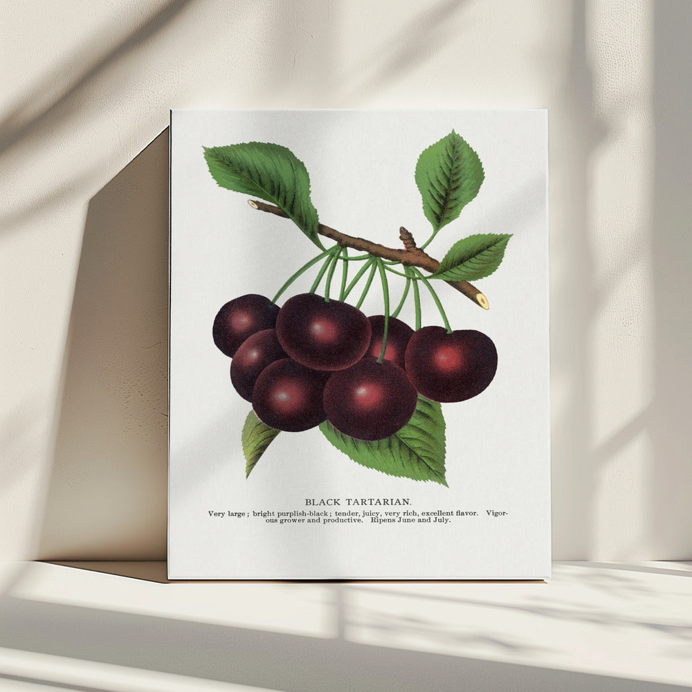 Lithografie der Schwarzen Tatarischen Kirsche | Leinwand