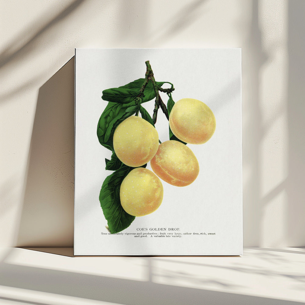 Coes Golden Drop Plum Lithografie | Leinwand