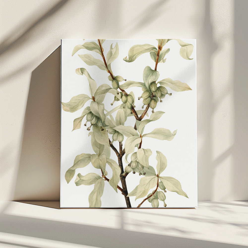 Silverberry (1922) | Canvas