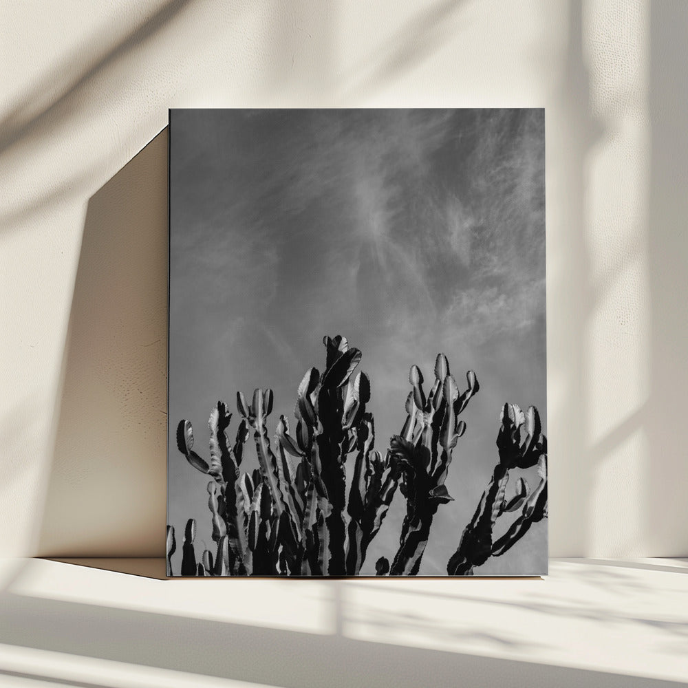 Monochromer Kaktushimmel | Leinwand