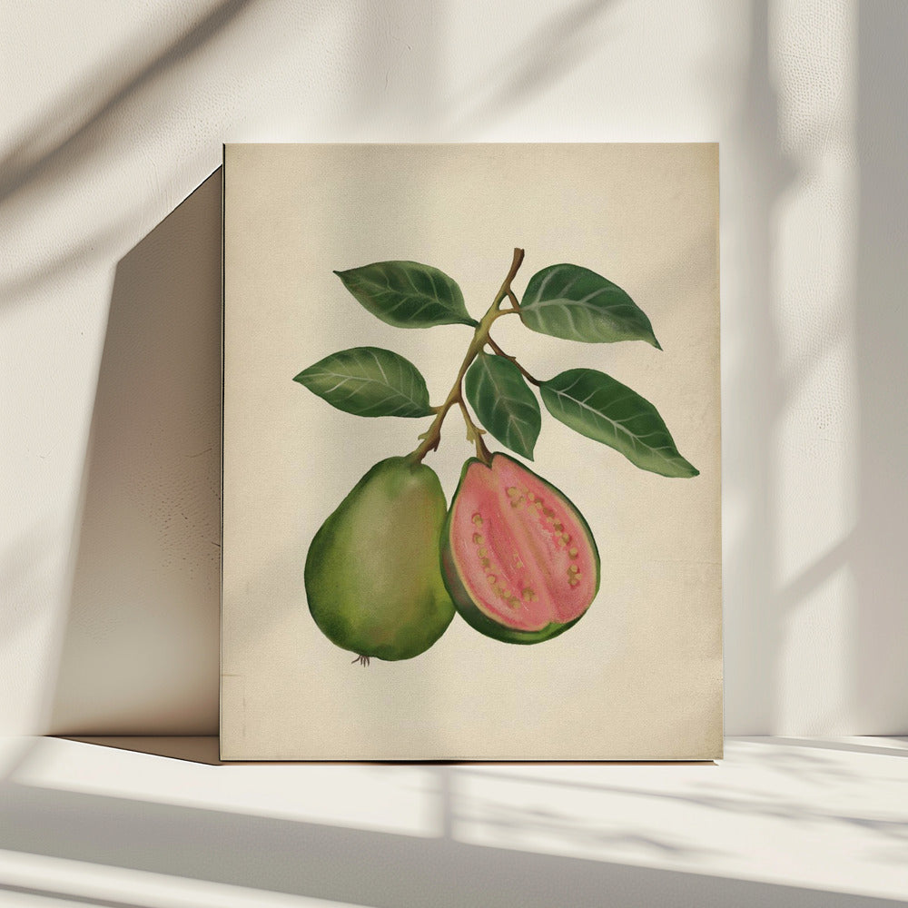 Vintage guava | Canvas