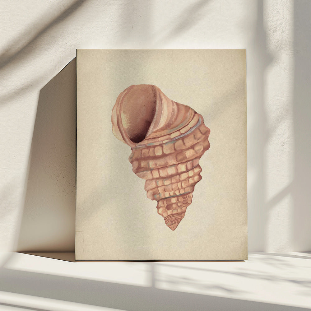 Rosa Muscheln | Leinwand