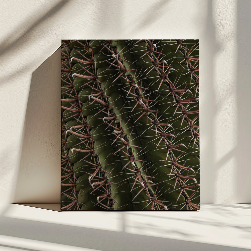 Cactus Showcases | Canvas