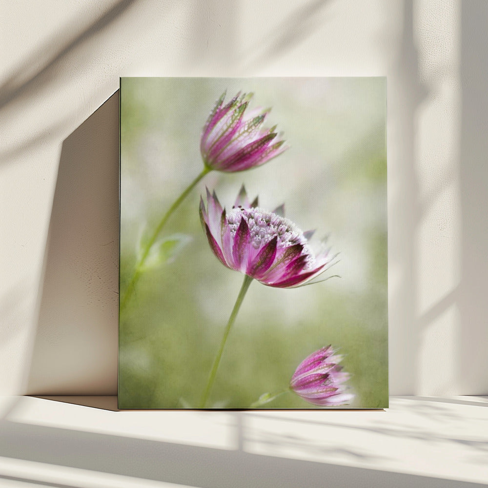 Astrantia | Leinwand
