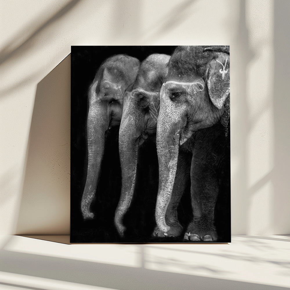 Das große Meisterwerk der Natur, ein Elefant; das einzige harmlose große Ding ... | Leinwand