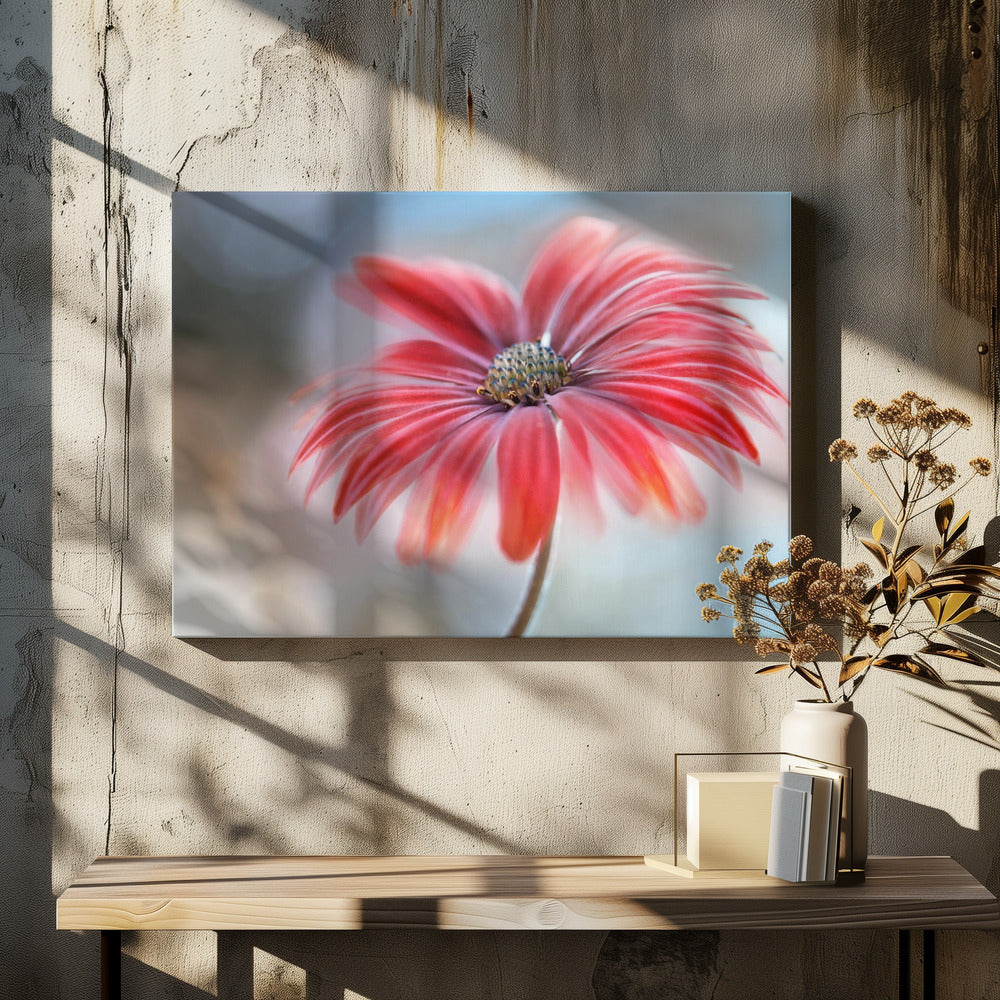 Cape Daisy* | Leinwand