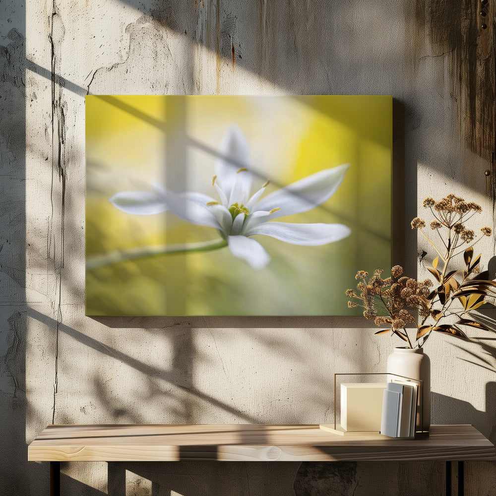 Ornithogalum | Leinwand