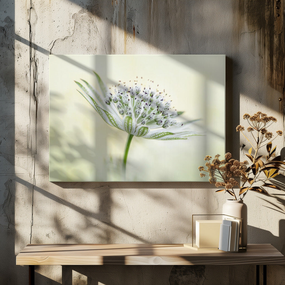 ~Astrantia~ | Leinwand
