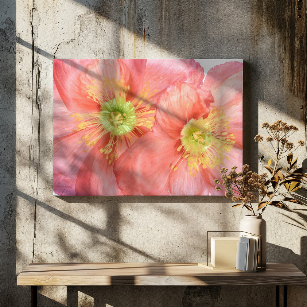 Papaver | Leinwand