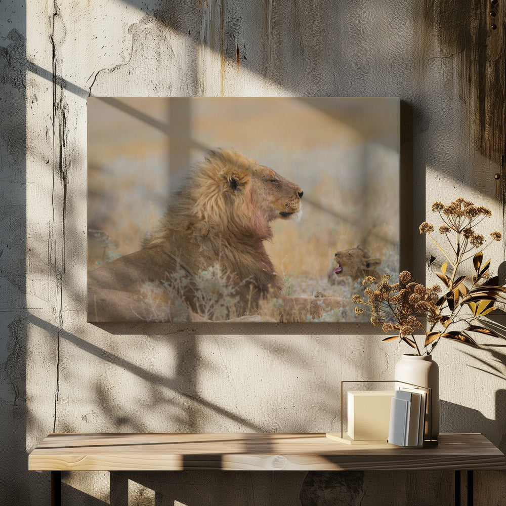 Männlicher Löwe mit Jungem | Leinwand