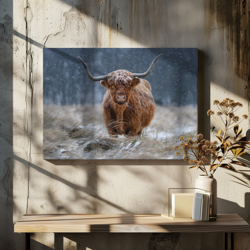 Schneebedeckte Hochlandkuh | Leinwand