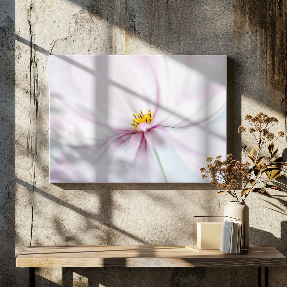 Cosmos | Canvas