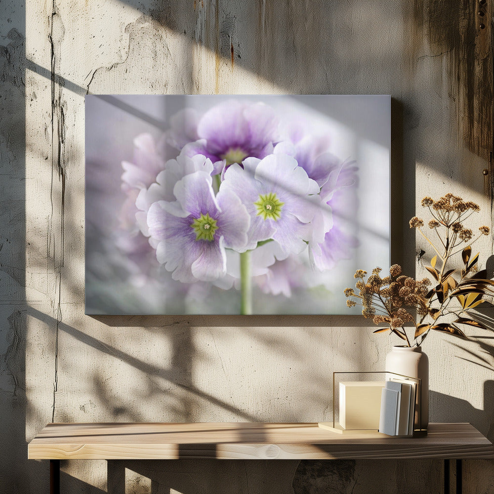 Primula | Leinwand