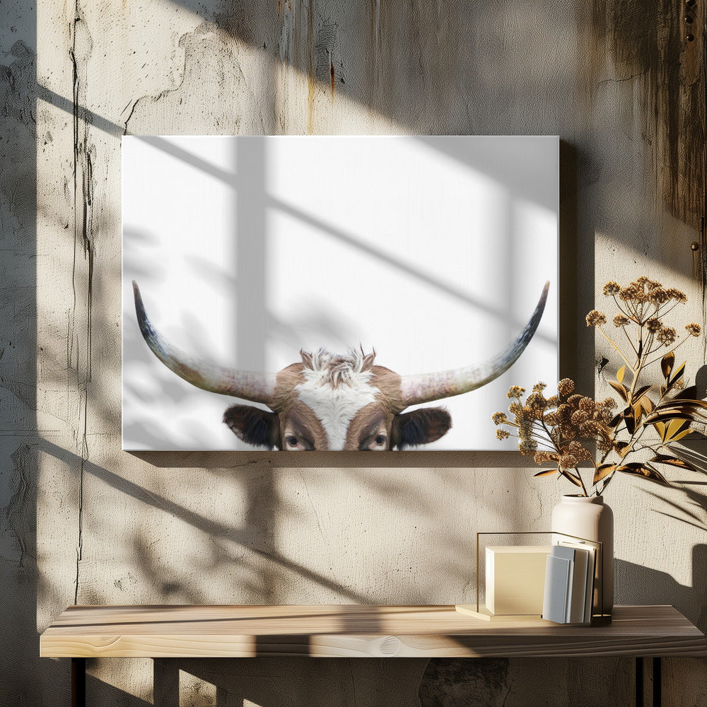 Guckende Longhorn-Kuh | Leinwand