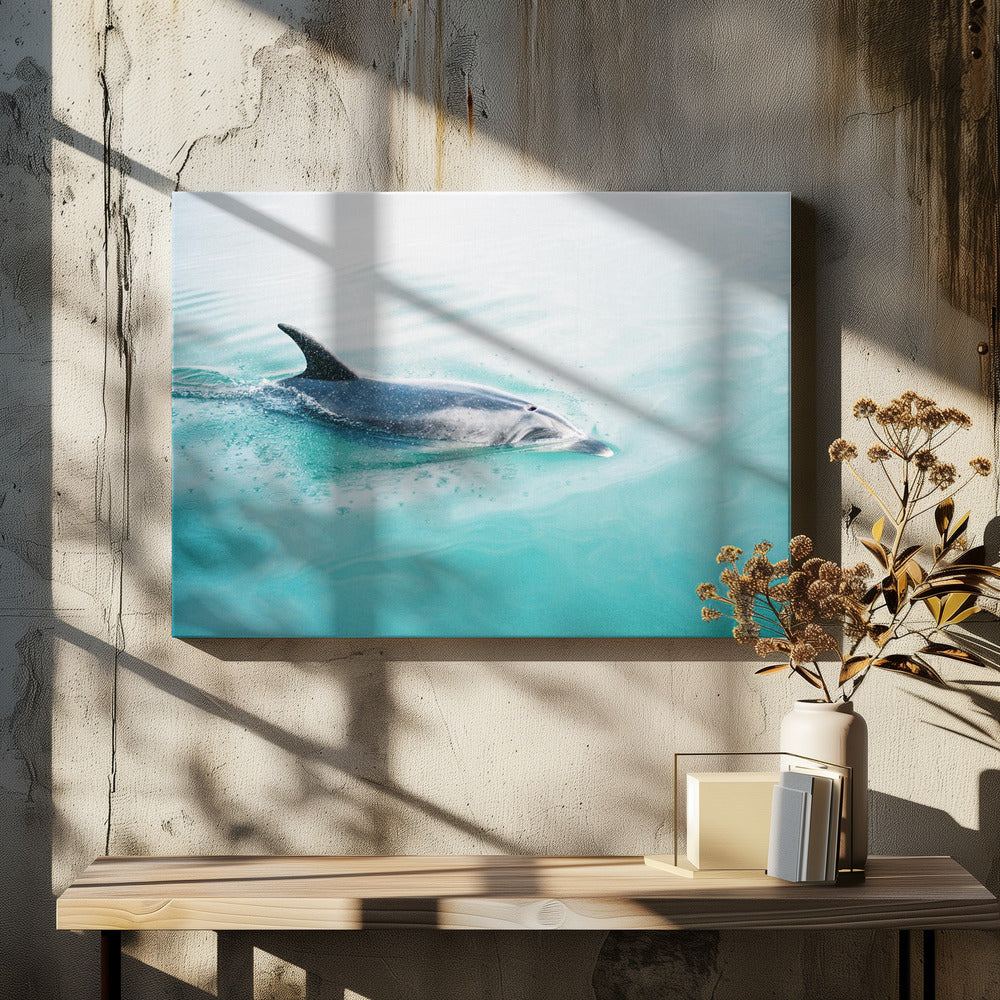 Delfin NZ Northern | Leinwand
