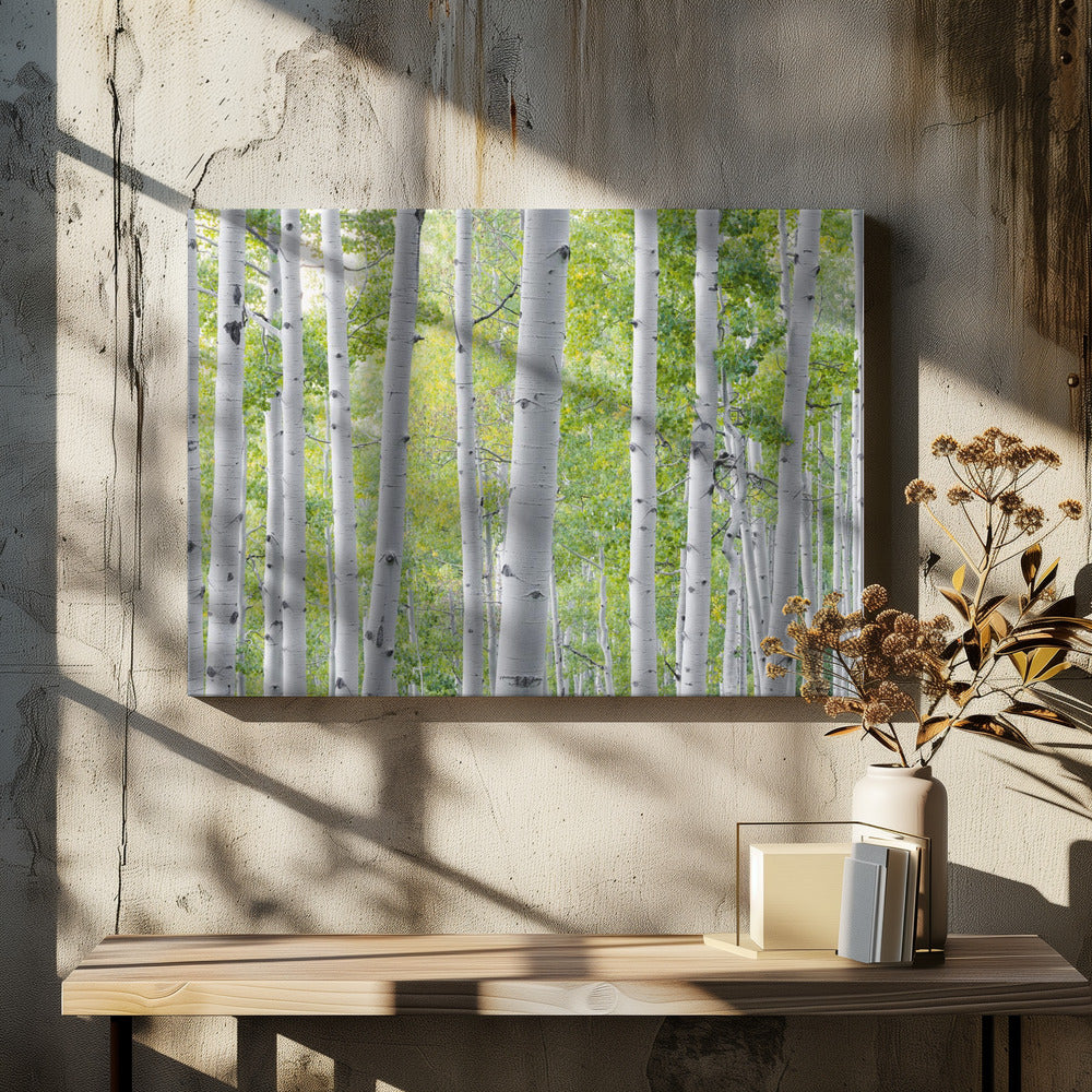 Birkenwald | Leinwand