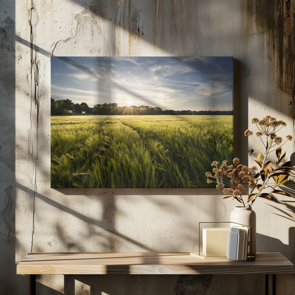 Gerstenwiese | Leinwand
