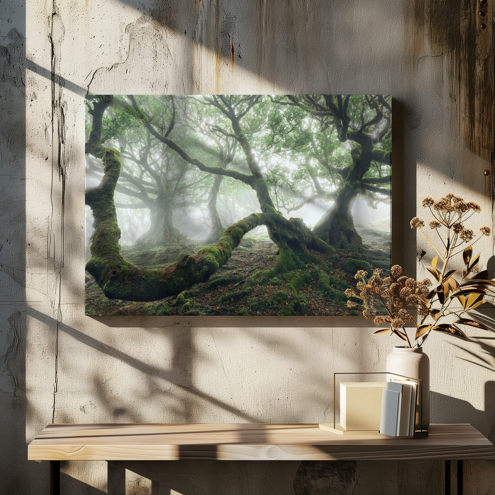 Mystischer Lorbeerwald | Leinwand