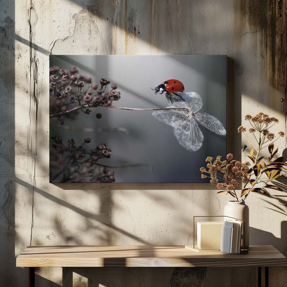 Marienkäfer auf Hortensie. | Leinwand
