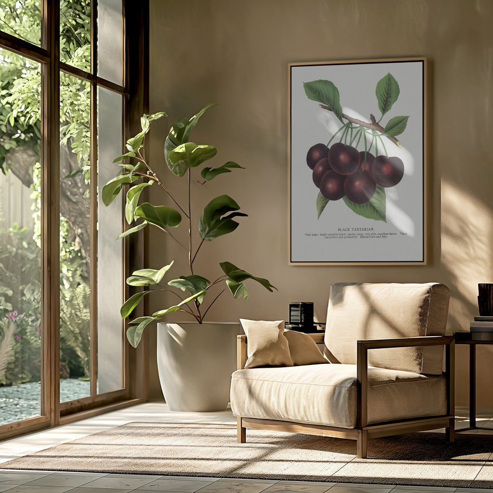 Black Tartarian Cherry Lithograph | Poster