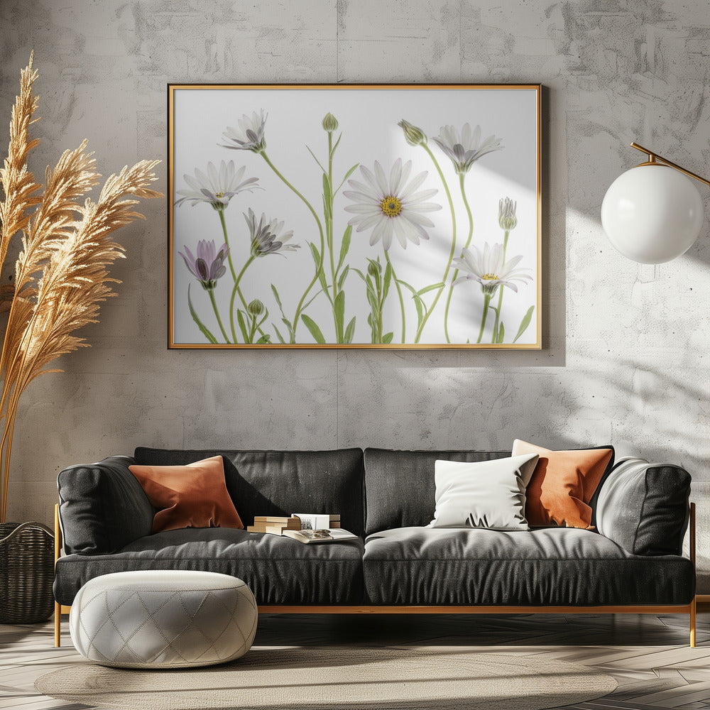 Cape Daisies | Poster
