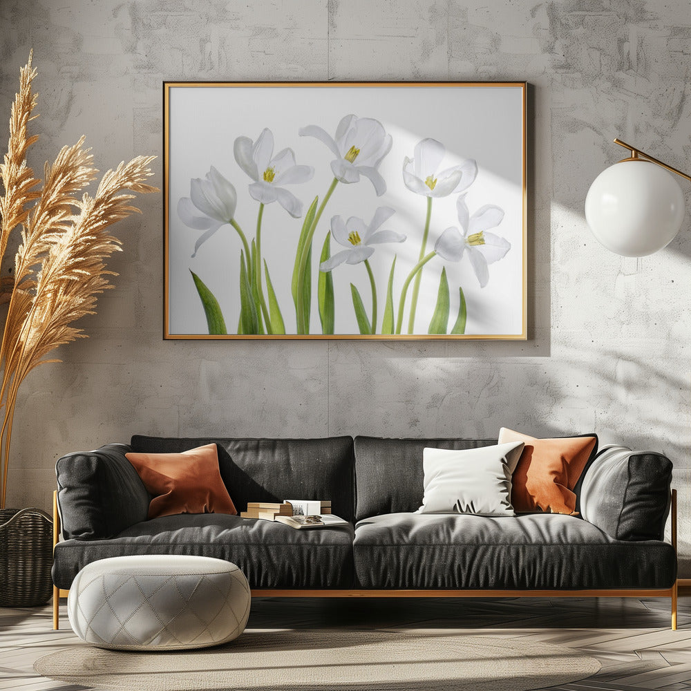Weiße Tulpen | Poster
