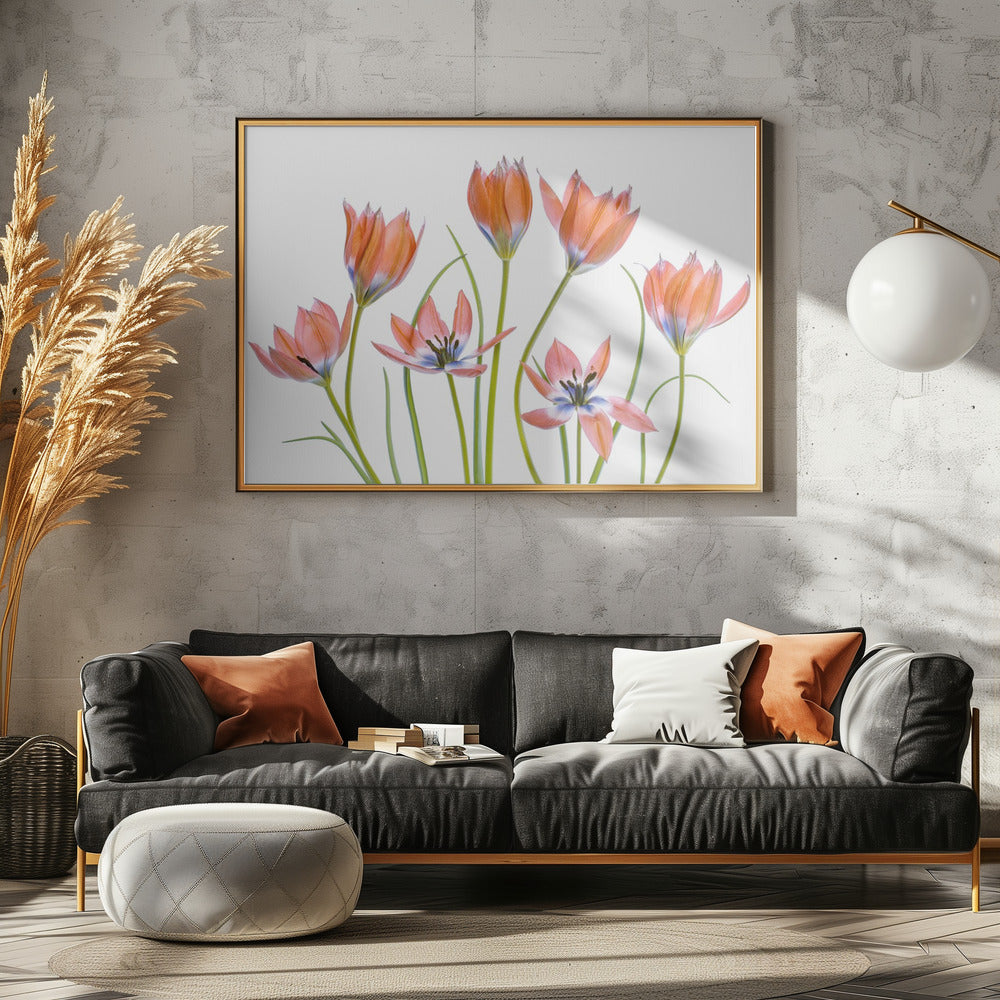 Aprikosen-Tulpen | Poster