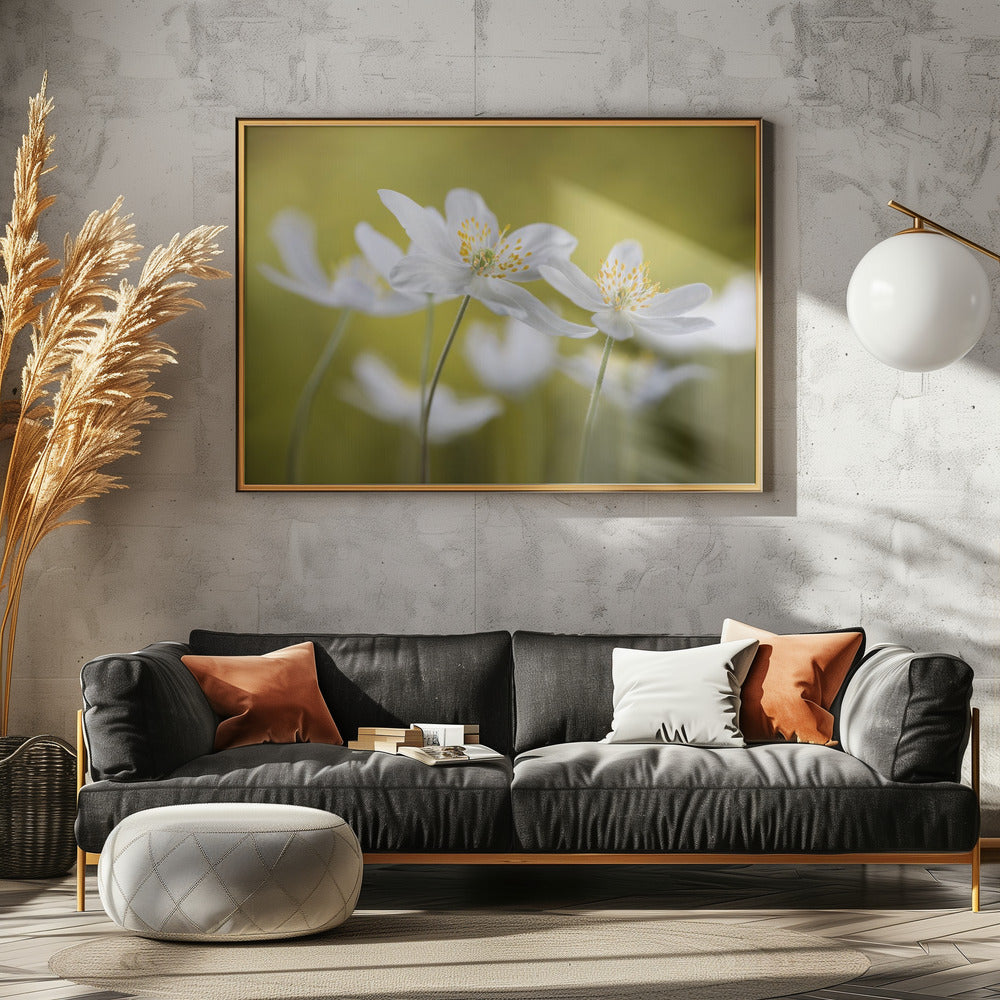 Buschwindröschen | Poster