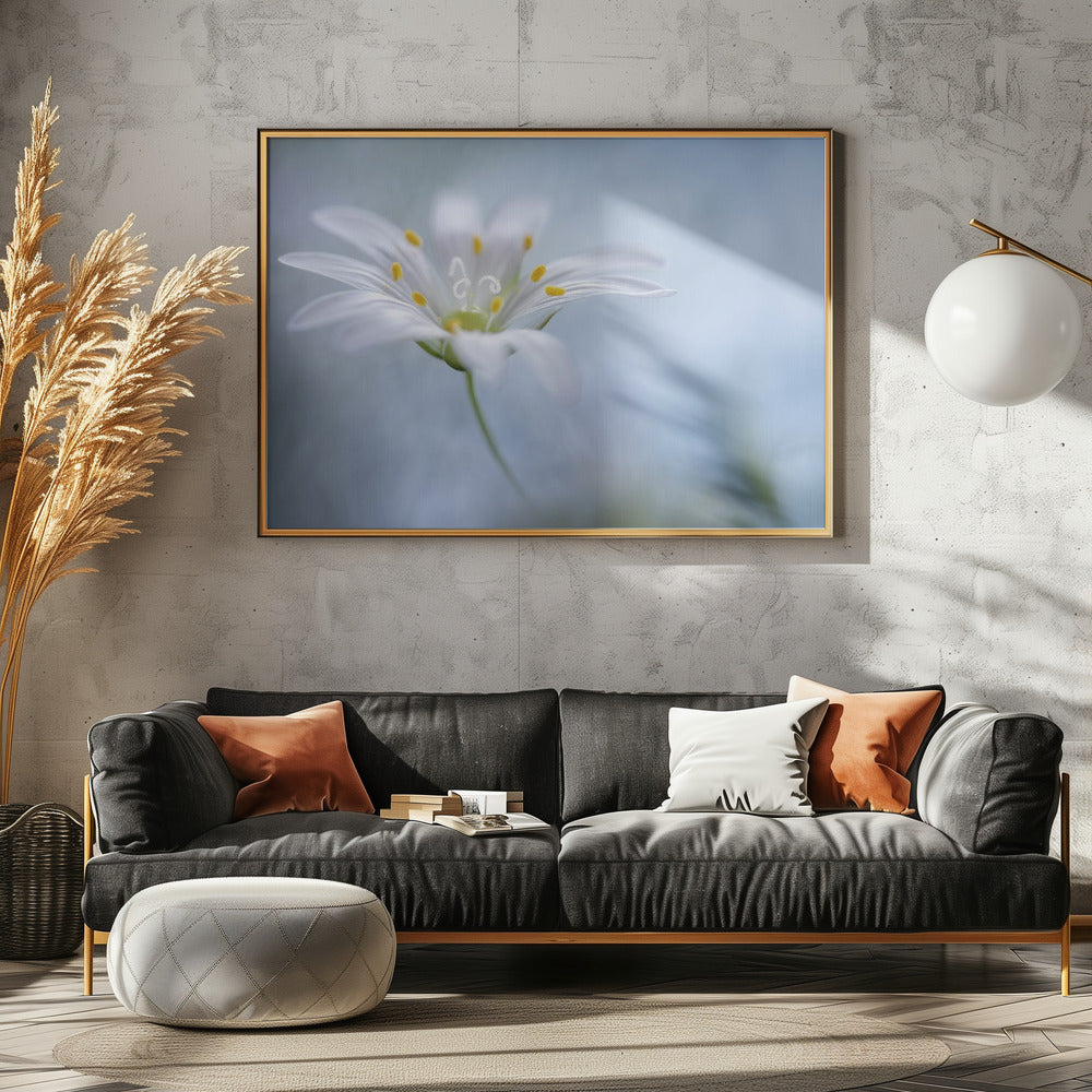 Große Sternmiere | Poster