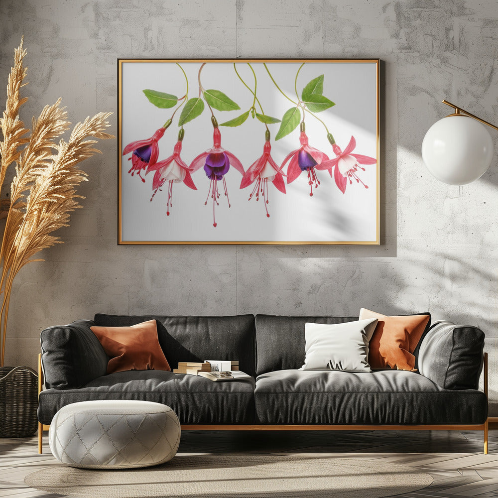 .Fuchsia. | Poster